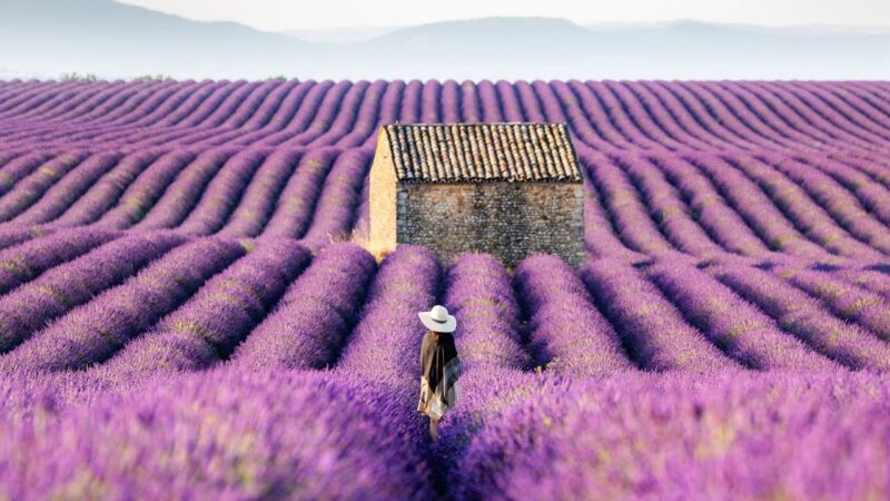 Lilac Crush: Planning A Calming Break to the Lavender Fields
